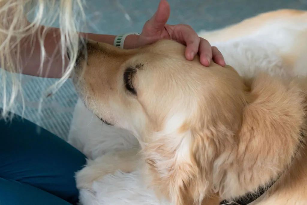 A gentle hand resting on a dog during an at-home visit