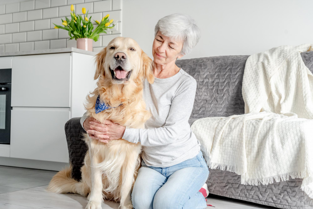 Ensuring Comfort and Compassion in Senior Dog Care