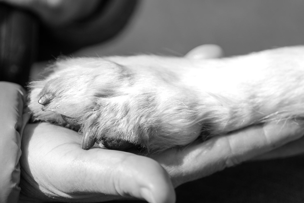 Why Consider Pet Euthanasia? A Compassionate Guide for Owners