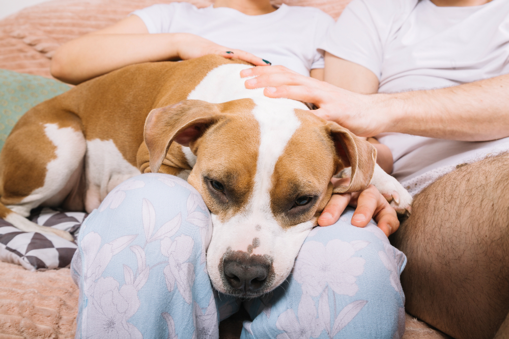 What to Expect During In-Home Pet Euthanasia