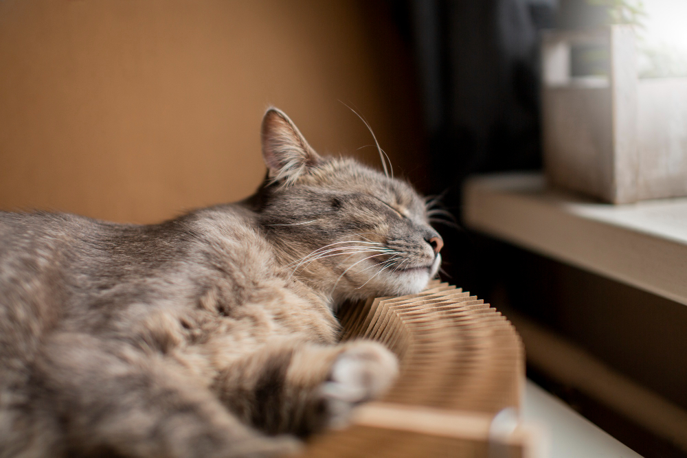 Understanding Cat Euthanasia and What to Expect