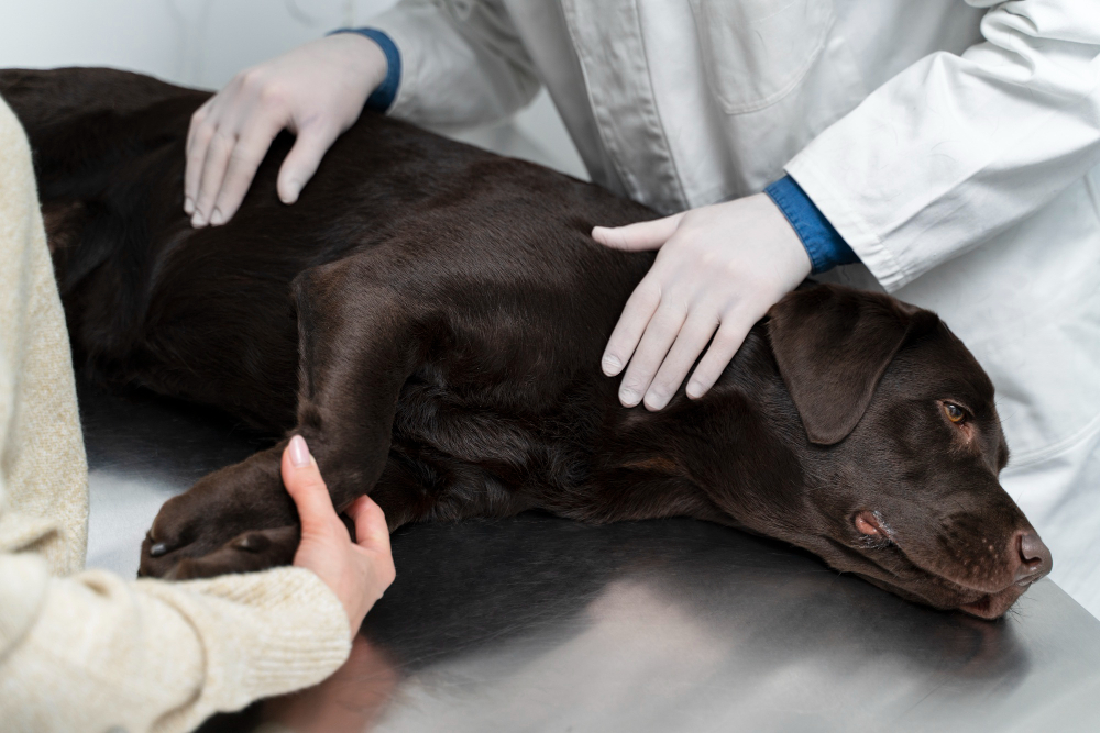 What to Expect with In-Home End-of-Life Veterinary Care