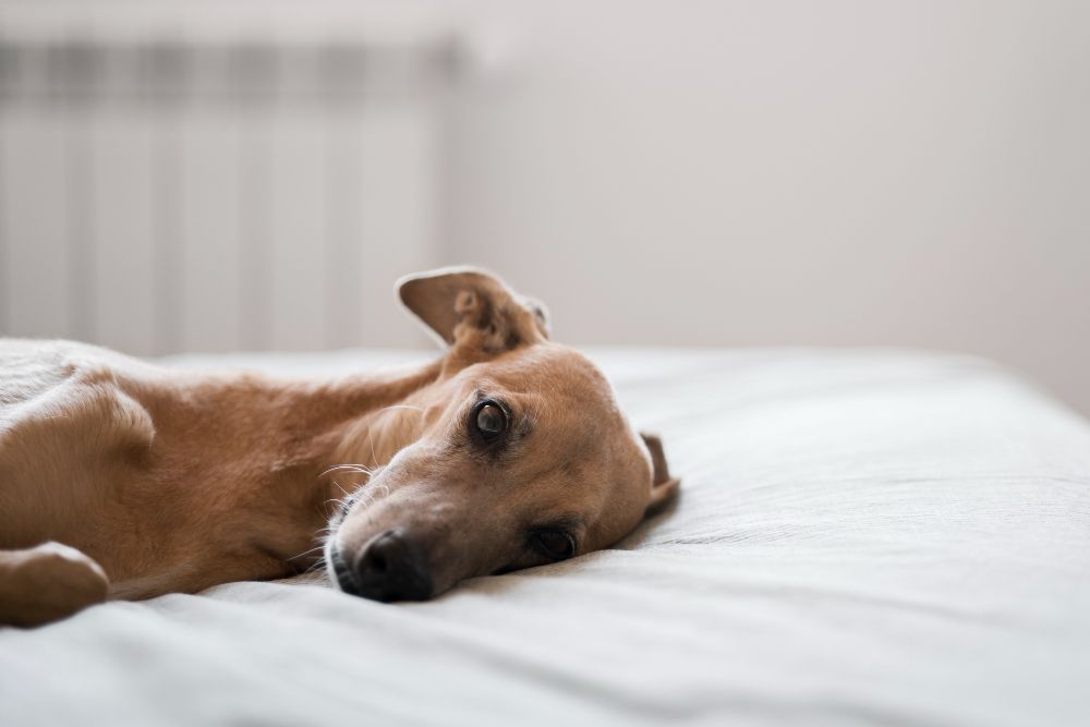 Caring for Senior Dogs with Deafness and Blindness