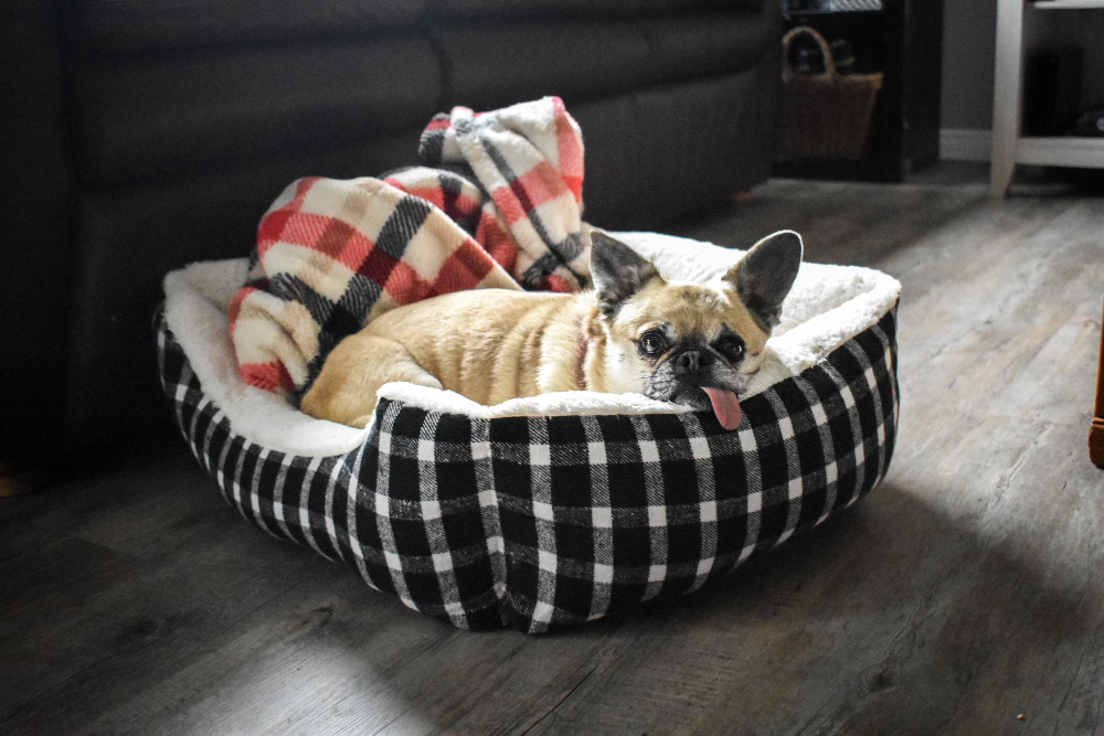 Understanding the Benefits of Orthopedic Dog Beds for Senior Dogs