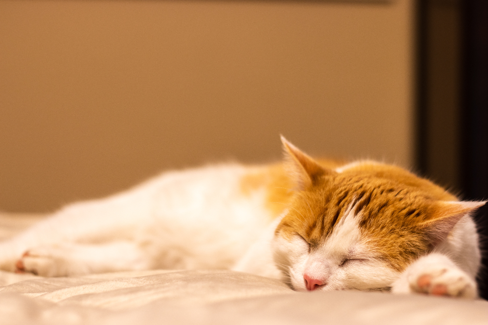 A Complete Guide to Your Cat's Lifespan