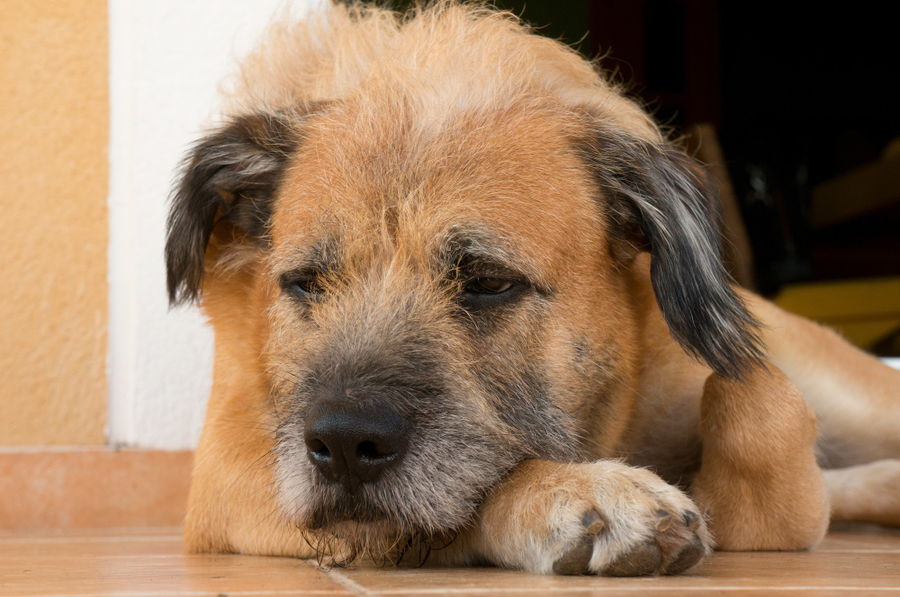Understanding Dog Dementia