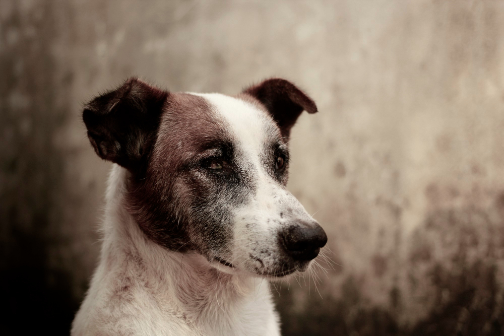 Understanding Dementia in Dogs and Considering In-home Euthanasia