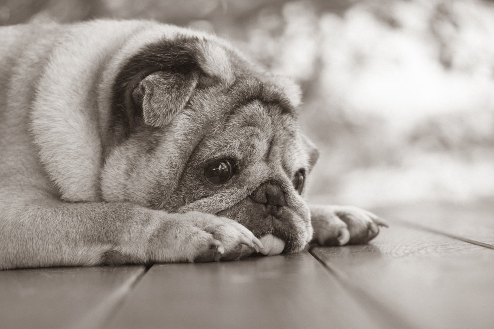 Understanding Senior Dog Dementia and Compassionate Options for Care