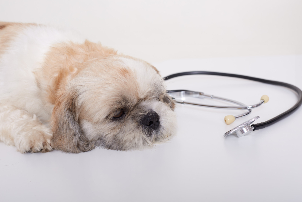 Reasons to Opt for Pet In-Home Euthanasia