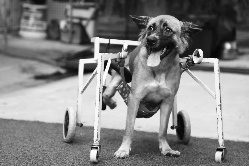 Common Mobility Issues in Aging Pets