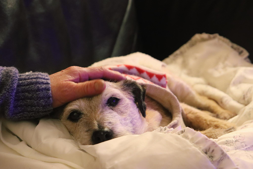 What Are Your Options for Your Pet’s Final Rest After They Pass?