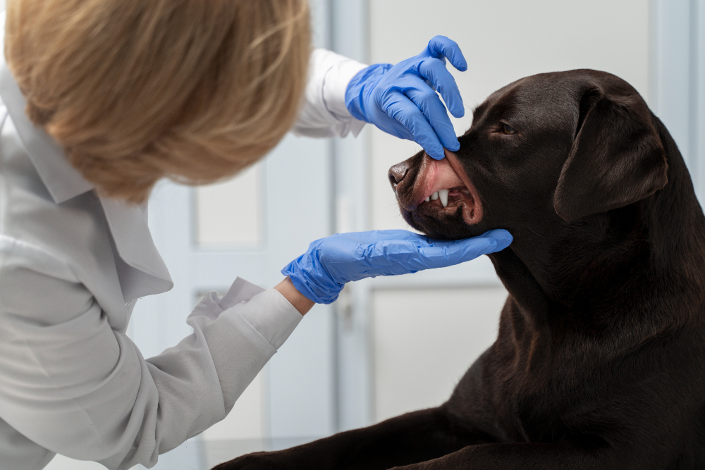 Understanding Pet Oral Tumors: A Guide for Pet Owners