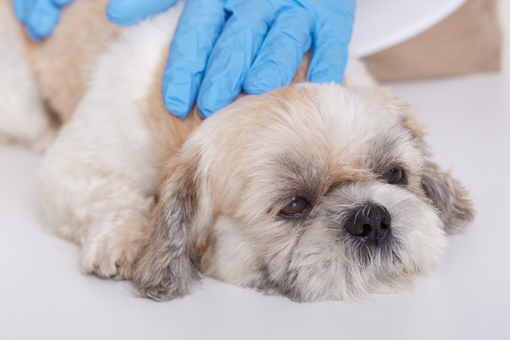 Telltale Signs Your Pet Is In Pain