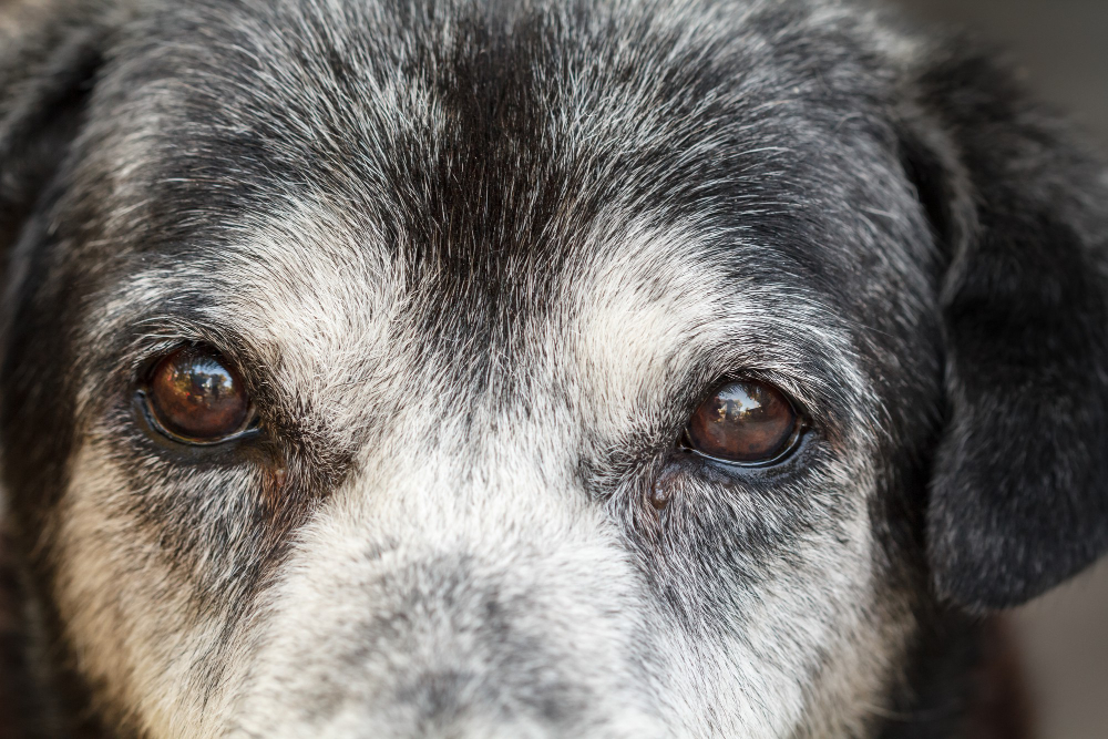 Everything You Need to Know About Eye Health in Senior Dogs