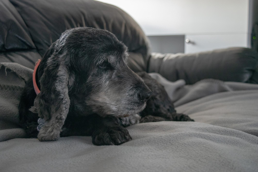 When Your Dog's Health Is No Longer Improving: Exploring In-Home Euthanasia