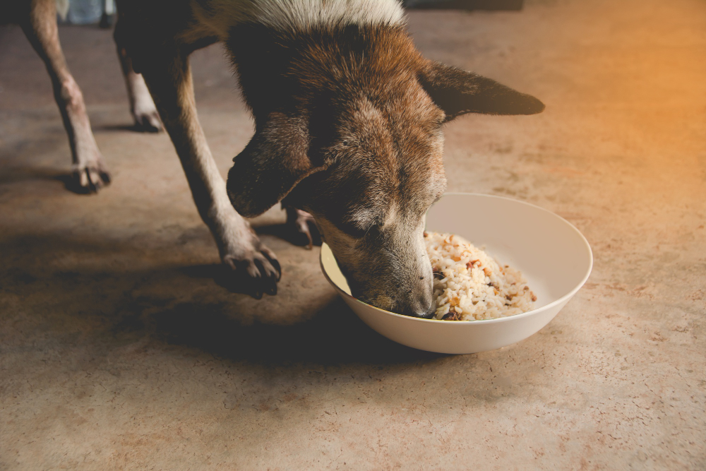 Ways to Get Your Picky Senior Dog to Eat