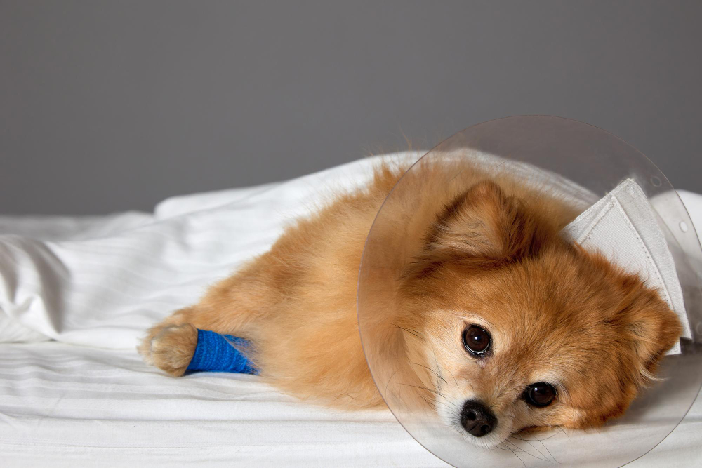 Understanding the Lifespan of Dogs and End-of-Life Care Options