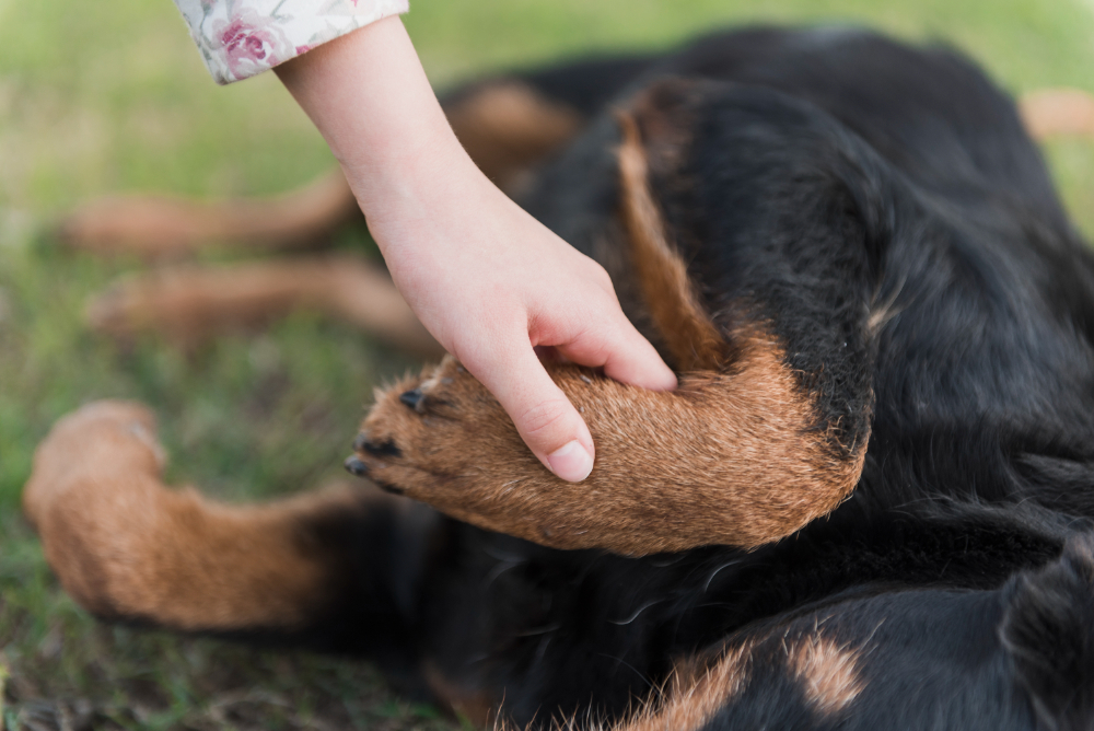 How to Identify a Dog Cancer Lump and When to Seek Help