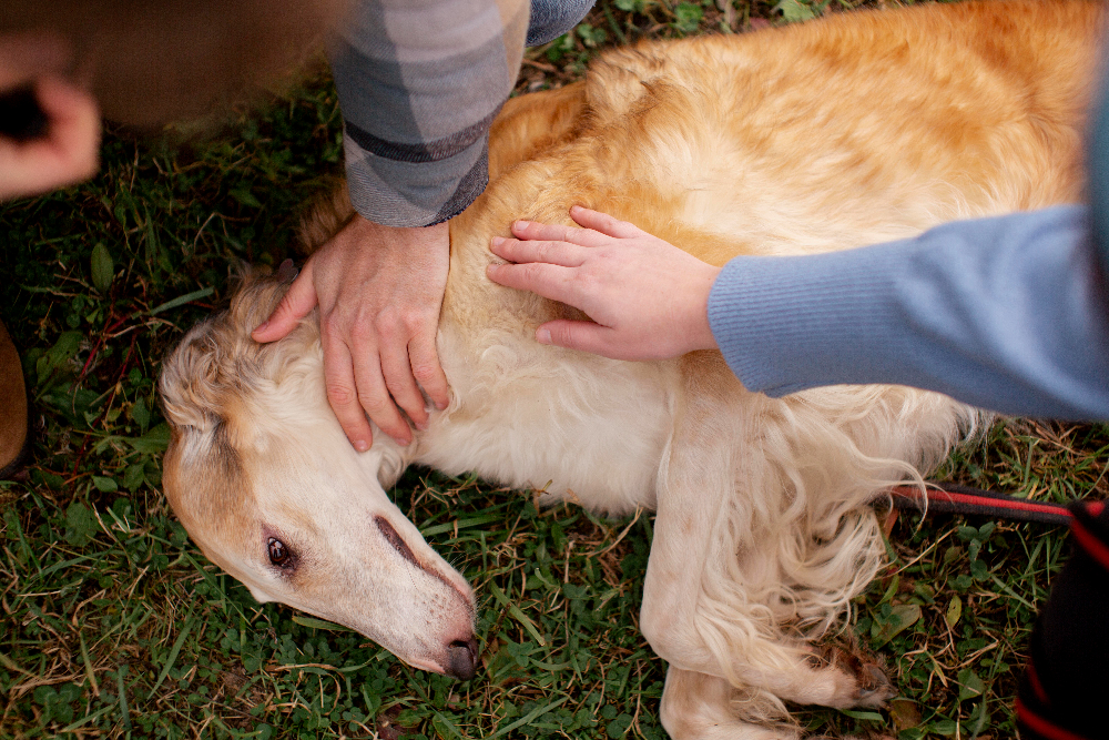 End-of-Life Pet Care: A Compassionate Guide to Saying Goodbye