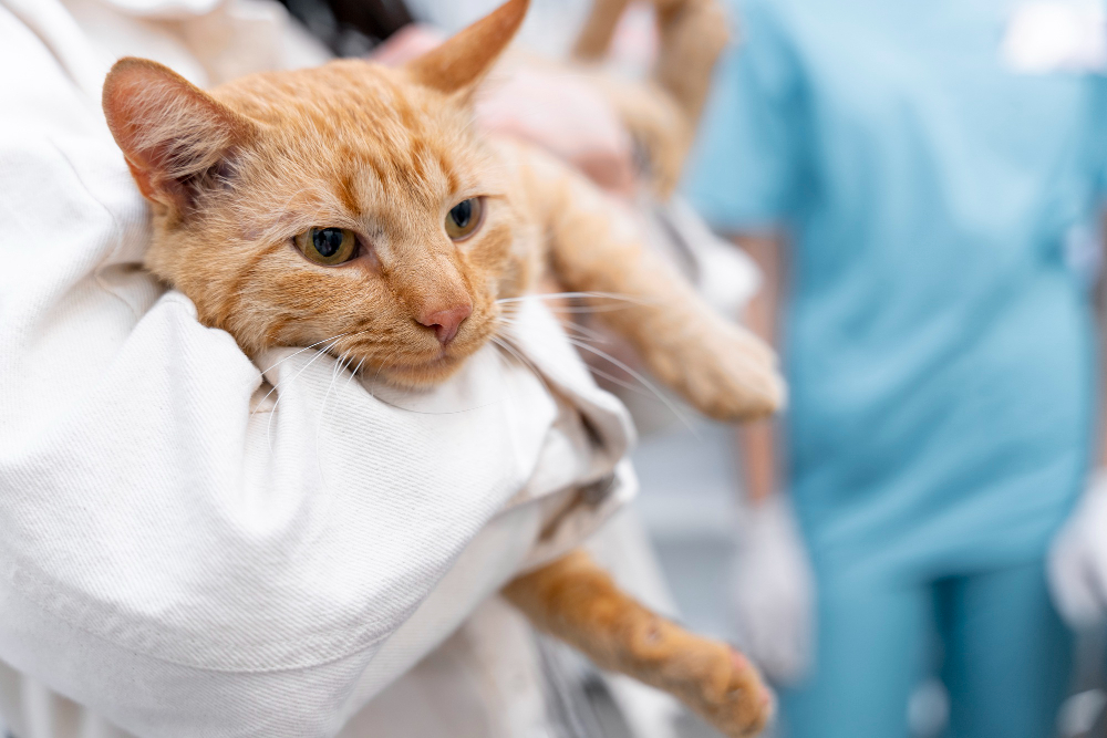 Top Cat & Dog Emergencies and When to Consider In-Home Euthanasia