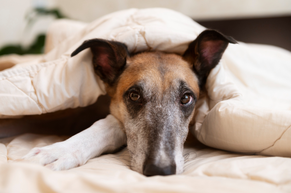 Do’s and Don’ts in Caring for Your Sick Senior Dog