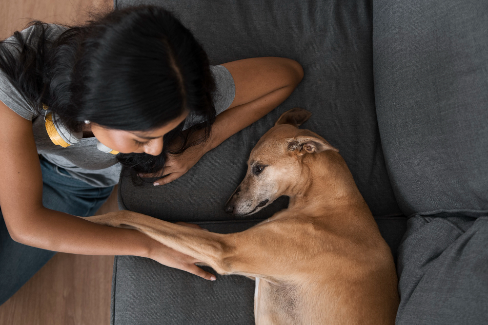 Preparing the Loss of Your Dog: A Guide to In-Home Euthanasia