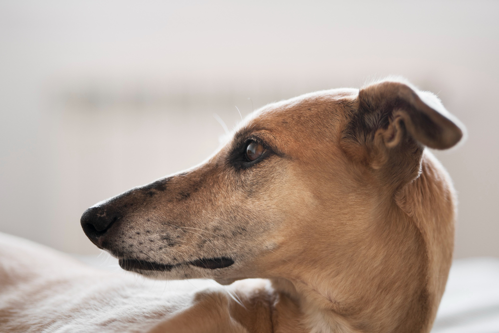 Do Dogs Feel Pain When Being Put to Sleep? Understanding In-Home Euthanasia