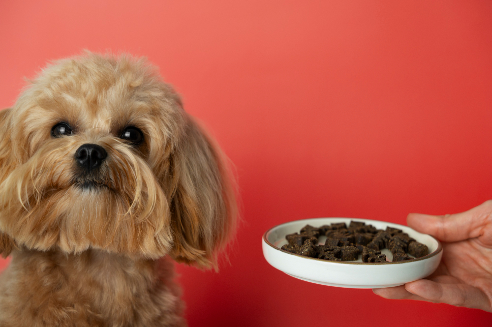 The Benefits of Homemade Dog Food Recipes for Senior Dogs