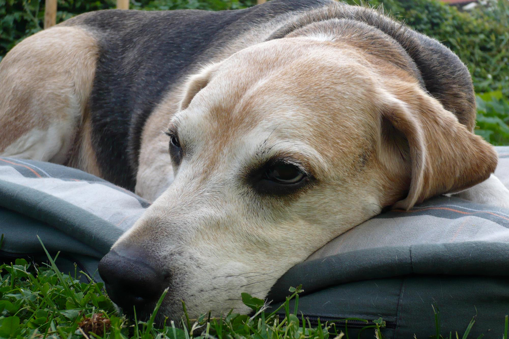 Caring for Your Senior Dog When They're No Longer Active