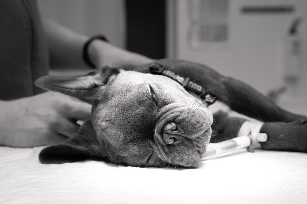 Facing the End with Your Senior Dog: A Guide to In-Home Euthanasia