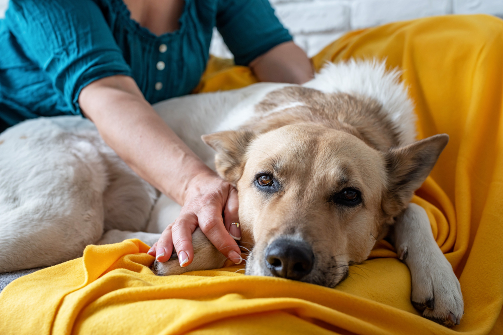 What To Do When Your Family Is in Denial About Your Pet's Deteriorating State