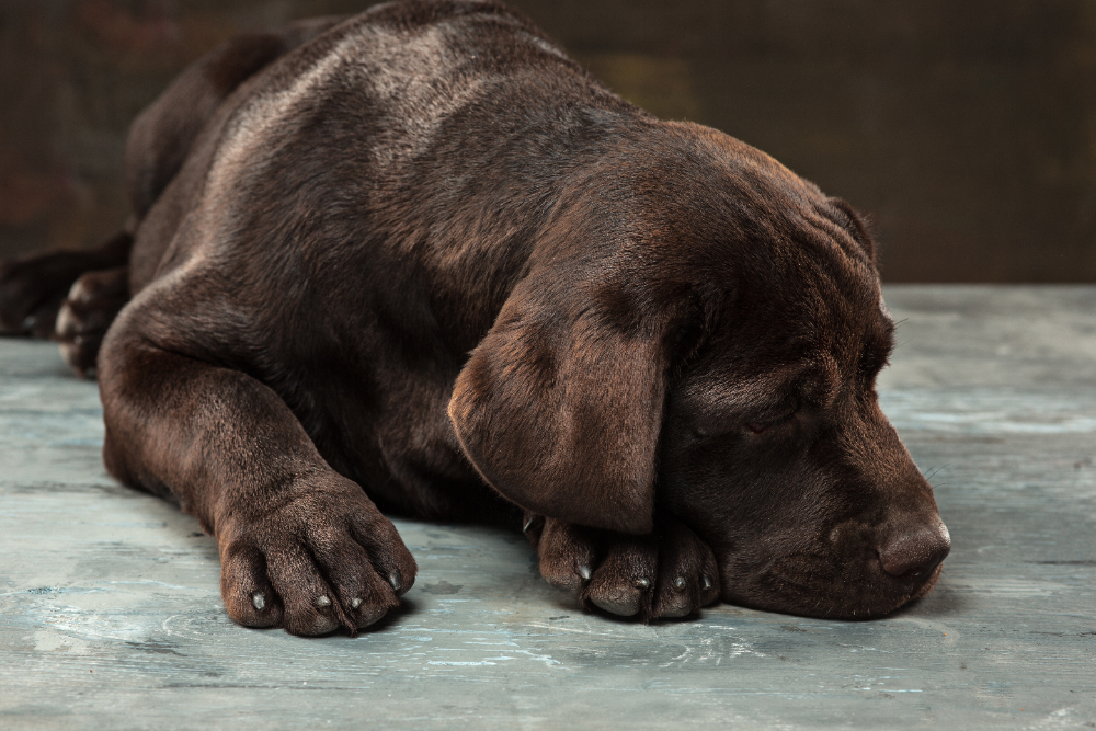 Dog Liver Failure: Causes, Symptoms, and When to Consider Care Options