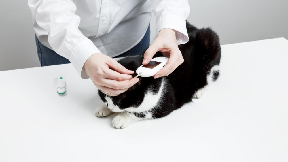 Understanding Pet Diabetes & How to Provide Care