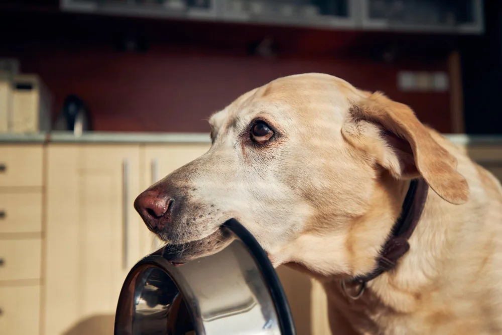 Homemade Senior Dog Food in Reno: A Simple Guide