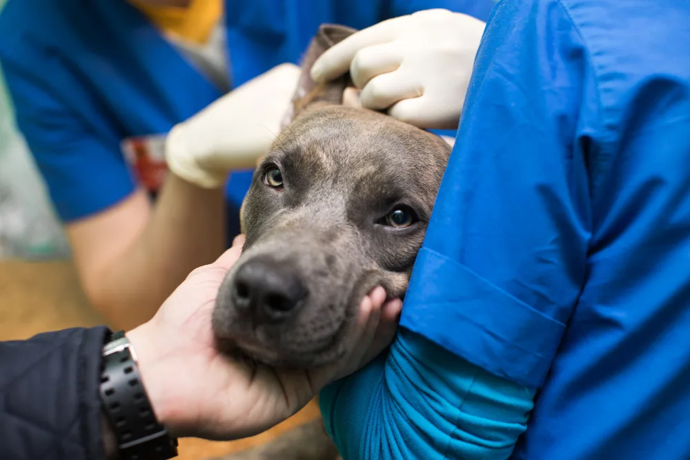 Is My Pet’s Quality of Life Declining? A Reno Owner’s Guide