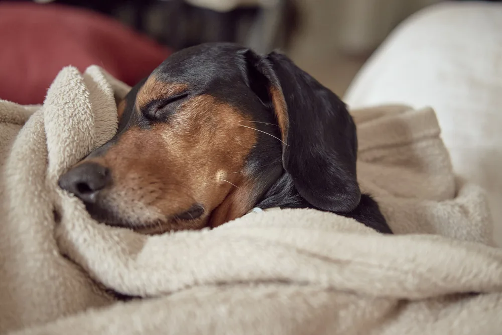 Preparing Emotionally for In-Home Euthanasia