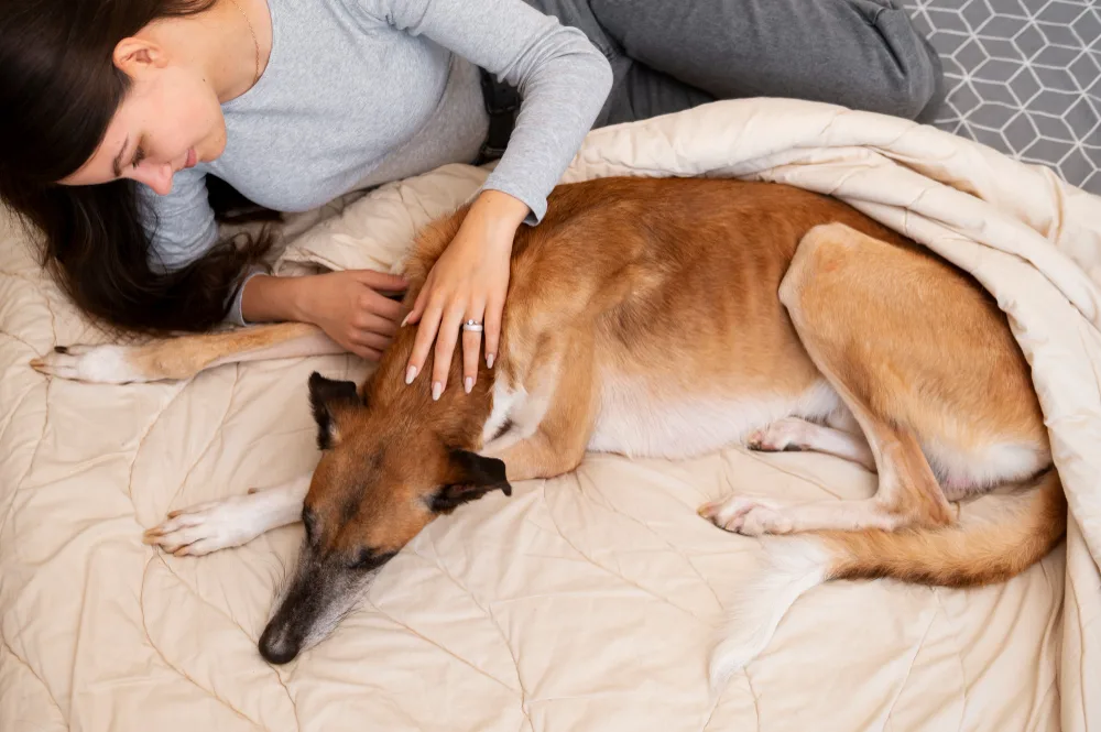 How to Arrange In-Home Euthanasia for Your Dog in Reno, NV
