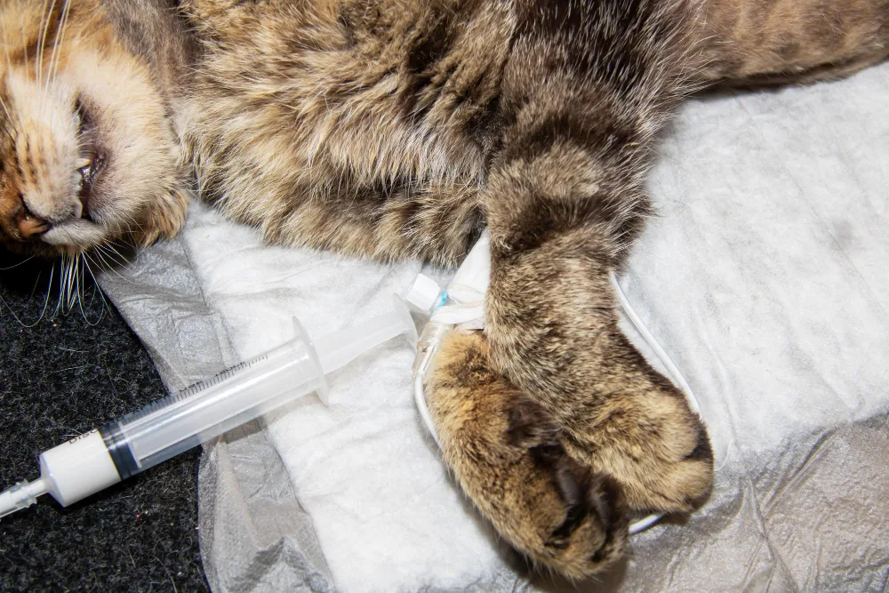 In Home Euthanasia: A Gentle Goodbye at Home