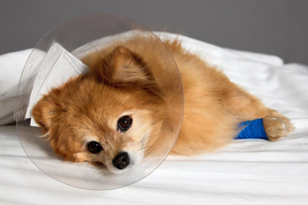 How Will I Know When It Is Time to End My Pet's Suffering?