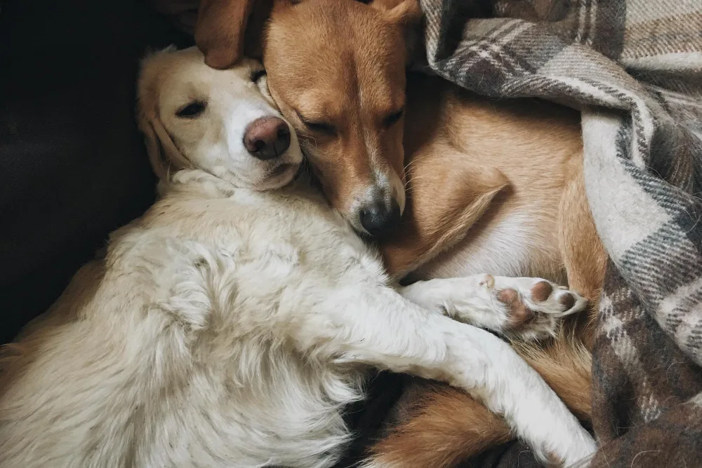 How to Support Other Pets in the Home After a Loss