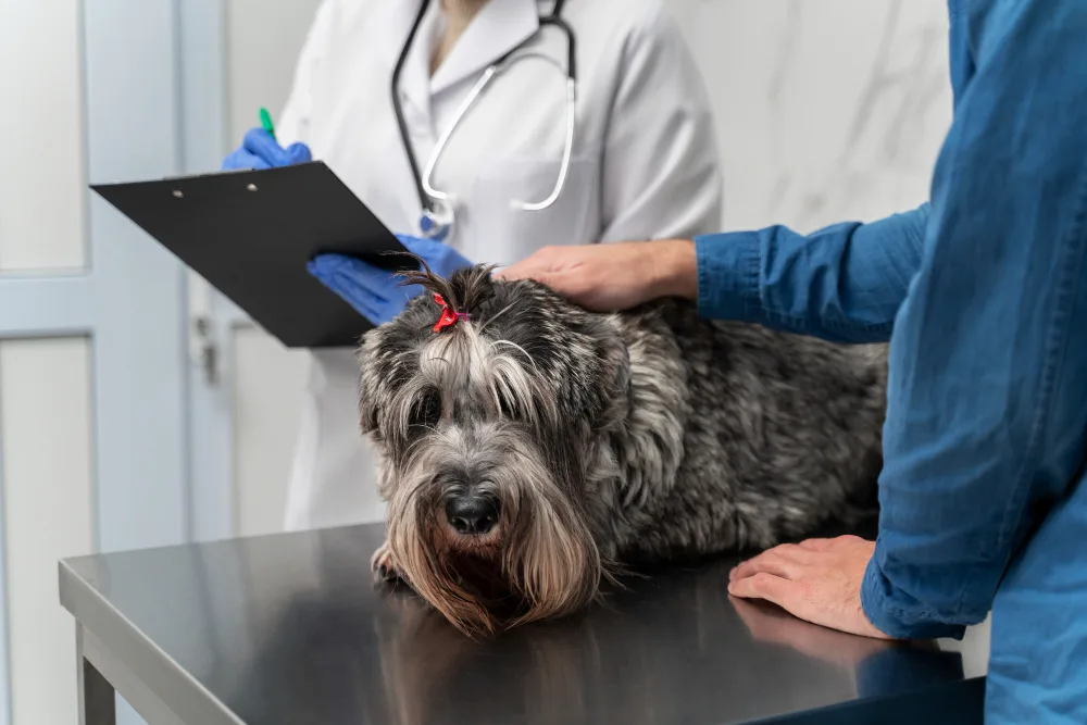 Essential Questions to Ask Your Veterinarian About In-Home Euthanasia
